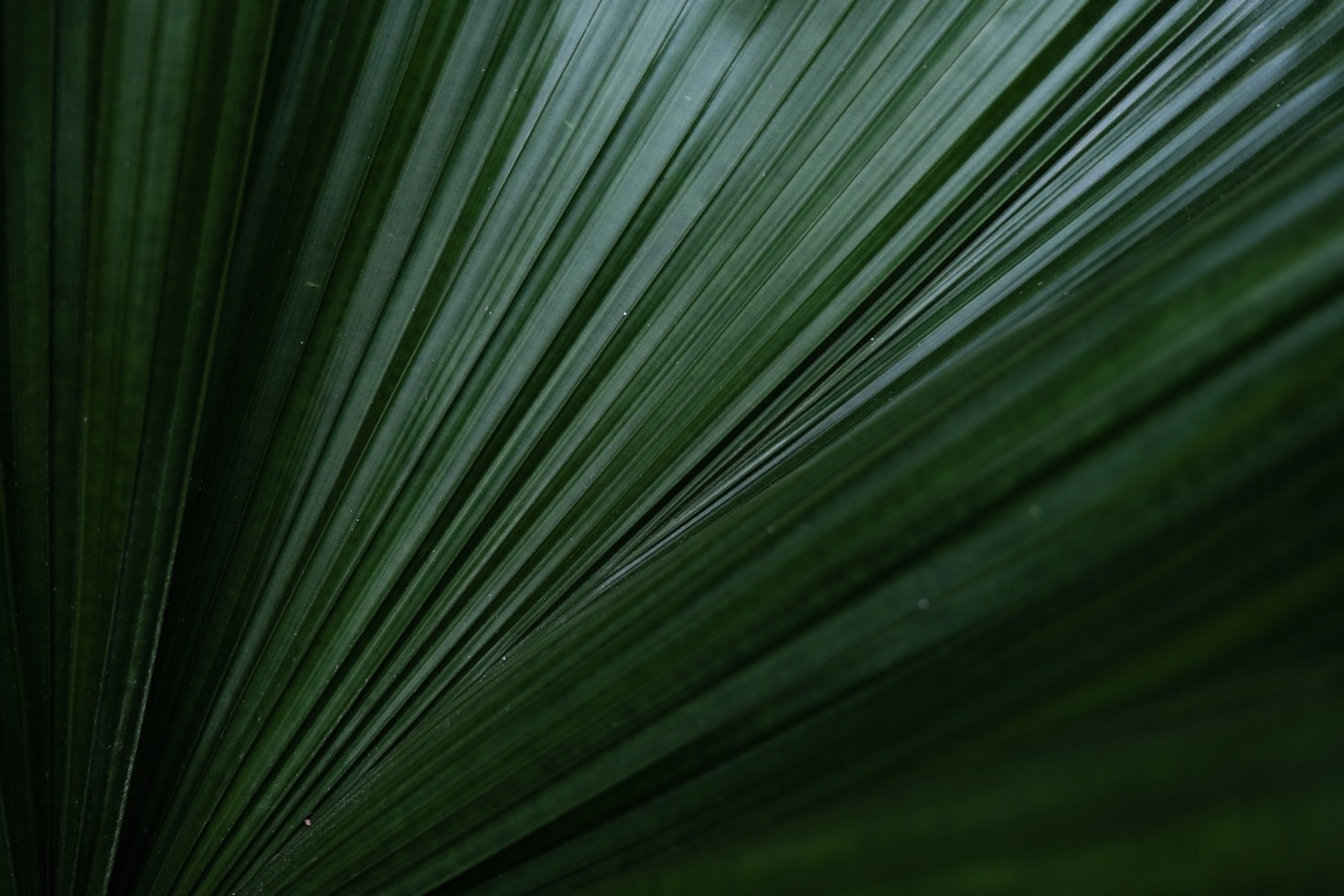 Understanding The Roots Of Holistic Healing